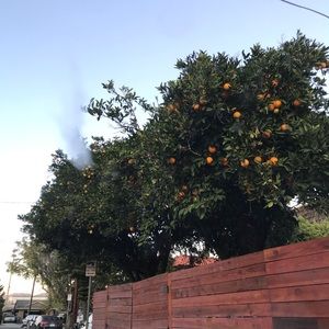 Meet your Posher, Joan